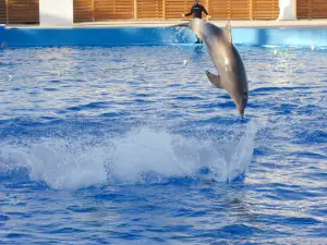 Varadero Dolphinarium