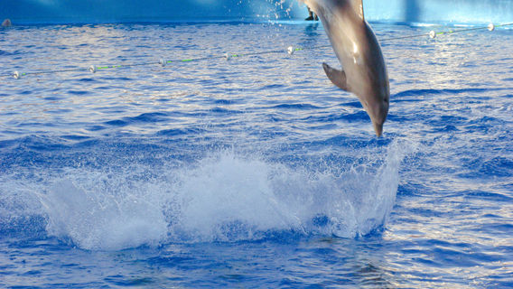 Varadero Dolphinarium