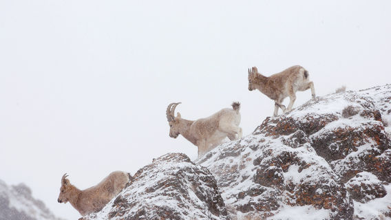 xin jiang ka la mai li shan you ti lei zi ran bao hu qu