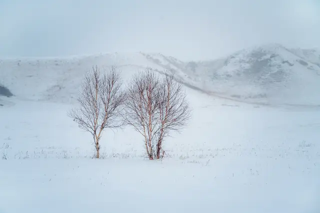 Birch Forest Viewing in Ulanqab