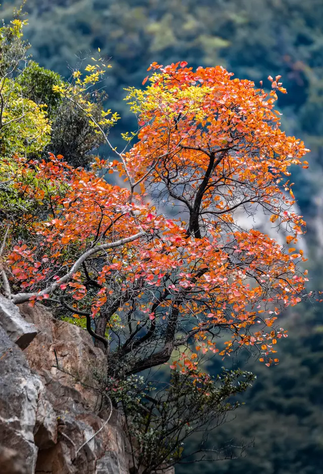 Fall Leaves Viewing in Dazhou