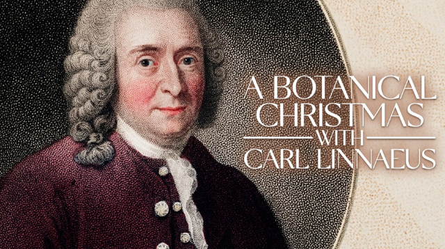 A Botanical Christmas with Carl Linnaeus | Gardens by the Bay