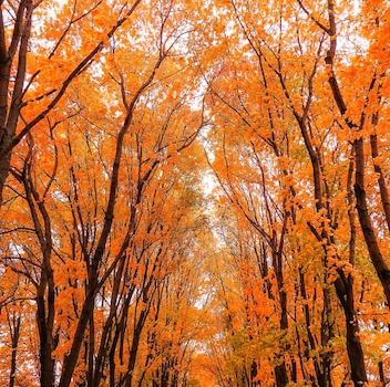 Moscow Maple