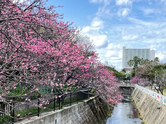 Cherry Blossom Viewing in Okinawa Prefecture