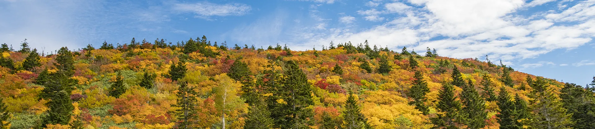 Fall Viewing Attractions