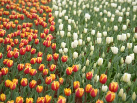 อุทยานพื้นที่ชุ่มน้ำเหล่าหยูเหอ