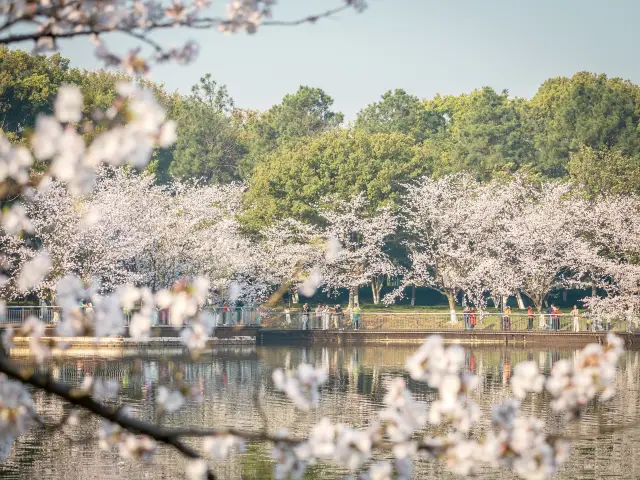 Cherry Blossom Viewing in Jinhua