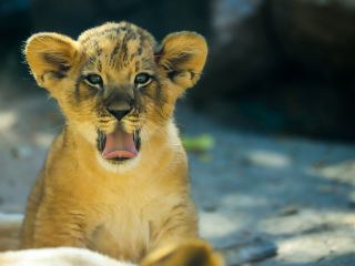 New York To Denver Flight Time