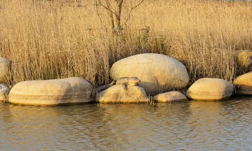 Chinese Alligator Lake