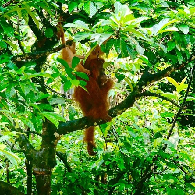 Bukit Lawang