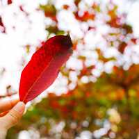 #體驗探索大自然《市區影紅葉🍁尤如置身加拿大湖景》