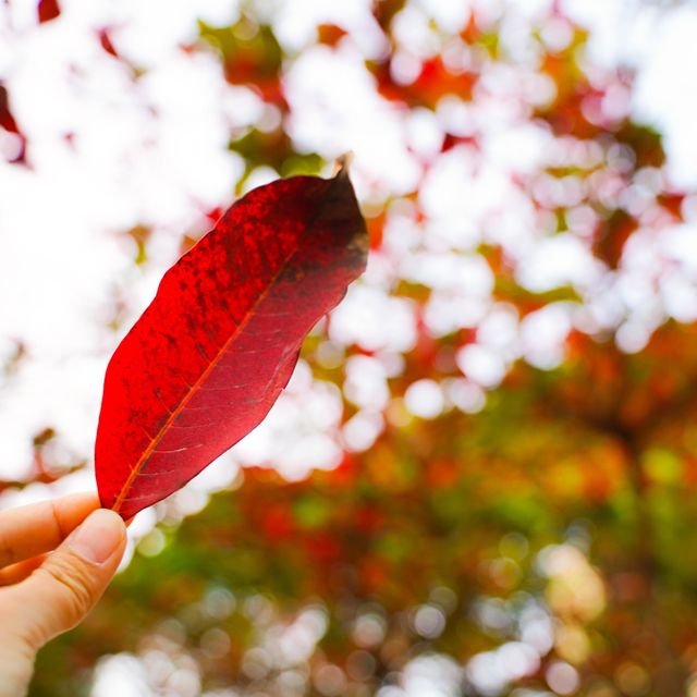 #體驗探索大自然《市區影紅葉🍁尤如置身加拿大湖景》