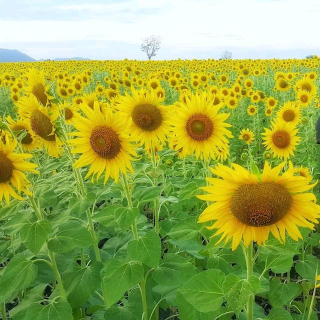 ทุ่งทานตะวัน​บานอลังการ