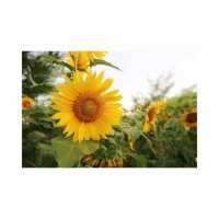 Sunflower Garden at Glagah Beach