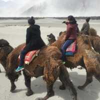 ขี่อูฐบนทะเลทราย@Leh Ladakn