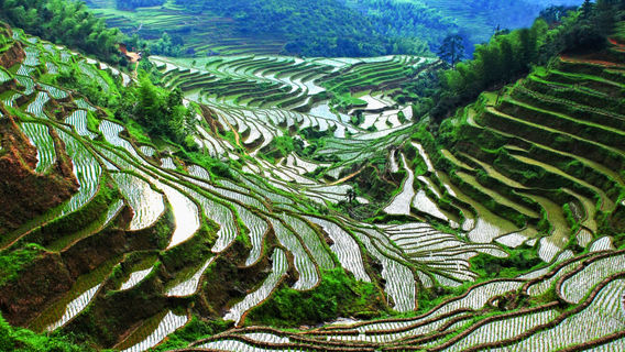 Taoyuan Terraces