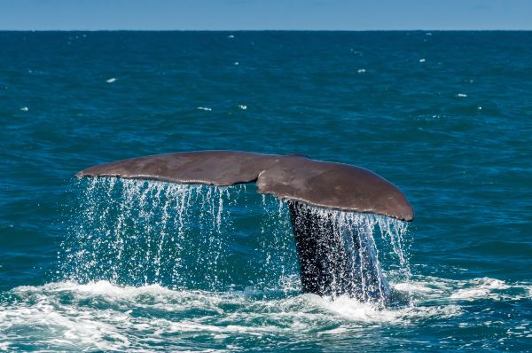 Whale Watch Kaikoura