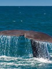 Whale Watch Kaikoura