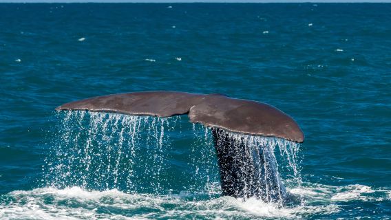 ล่องเรือชมวาฬไคคูร่า นิวซีแลนด์ ทัวร์วันเดียว/ทัวร์หลายวัน