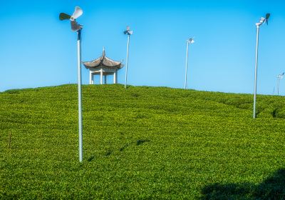 大木山茶園風景区