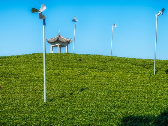 大木山茶園景區