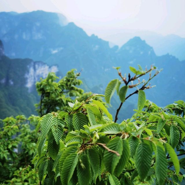 Tianmen Mountain tour