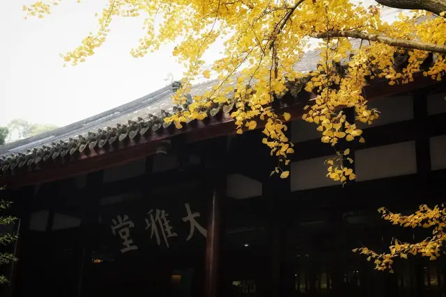 Chengdu Ginkgo Trees