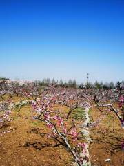 李官桃花園景區