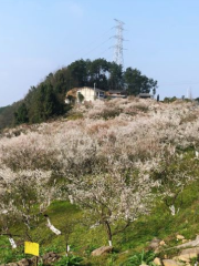 Dark Plum Mountain, Baijie Town