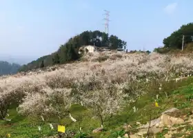 Dark Plum Mountain, Baijie Town