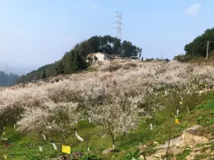 Dark Plum Mountain, Baijie Town