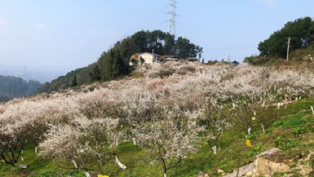 Dark Plum Mountain, Baijie Town