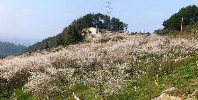 Dark Plum Mountain, Baijie Town