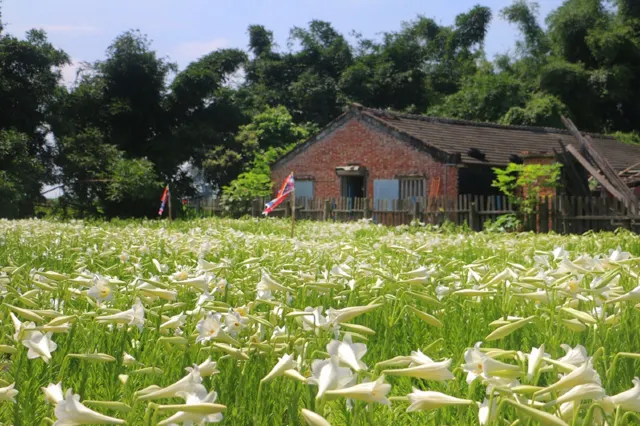 台湾のお花見スポット