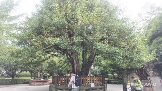 Zhangsong Ginkgo