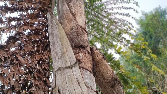 董棕是一种濒临灭绝的植物，这么近距离地观察，发现它的树皮非常