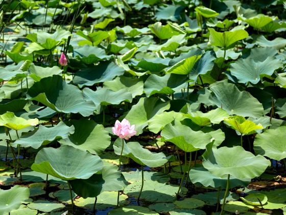 弋江區西湖濕地公園