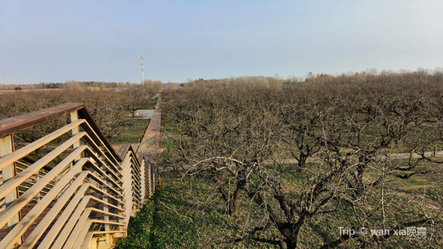 Observation Deck, Pear Blossom and Orchid Feast