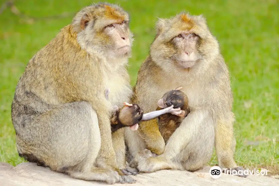 5_La Montagne des Singes