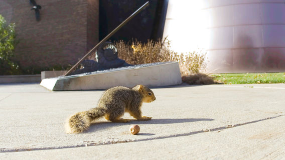 Cleveland Museum of Natural History
