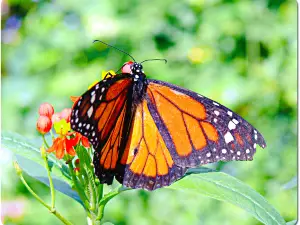 Butterfly Farm