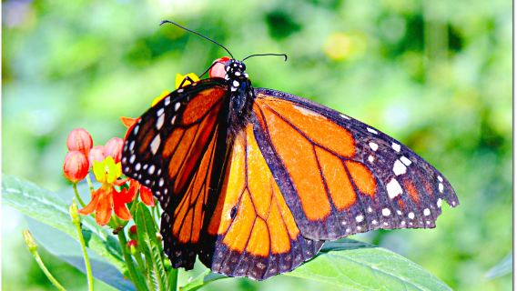 The Butterfly Farm Aruba