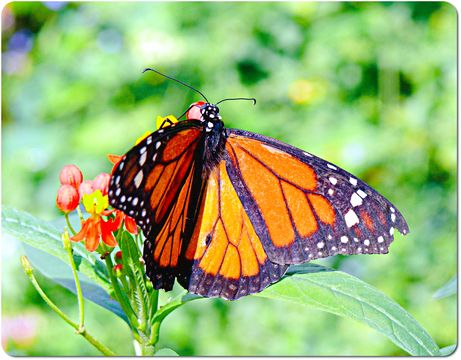 The Butterfly Farm Aruba