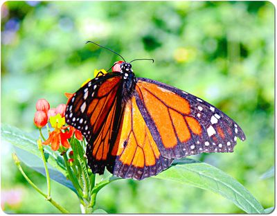 The Butterfly Farm Aruba