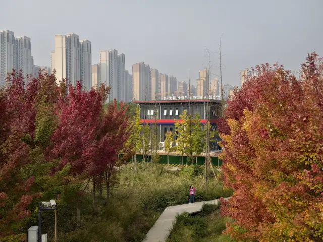 Fall Foliage Sightseeing in Xi'an