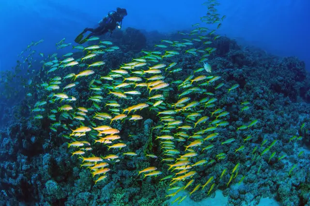 Diving in Maldives
