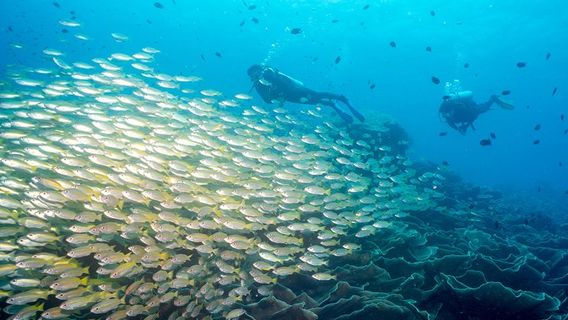Scuba Diving in El Nido