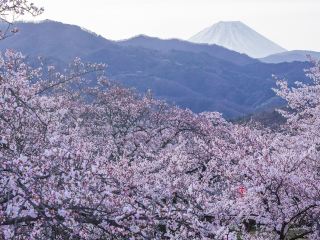 山梨日帰り旅行プラン