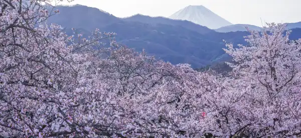 山梨市駅周辺のホテル