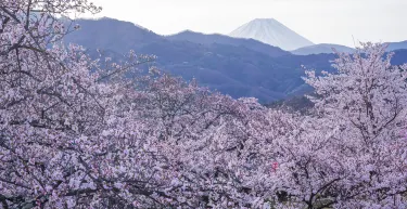 Yamanashi